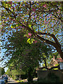 Judas Tree in flower, Dulwich Wood Avenue, Crystal Palace, London