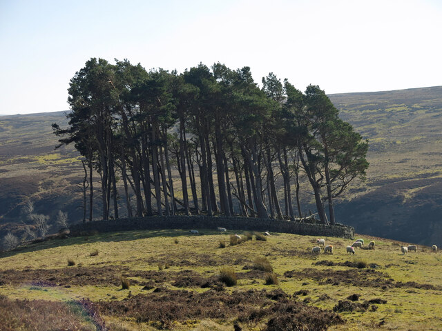 Plantation on a tumulus above the valley of Beldon Burn