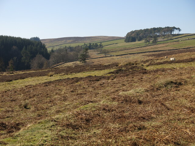 Rough pastures above Beldon Burn (2)