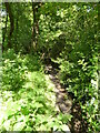 Hardly visible Westwick Beck looking North