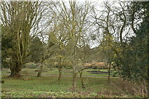 TL4557 : Cambridge Botanic Garden by N Chadwick