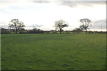 SJ6756 : Farmland, Crewe by N Chadwick