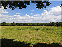 TQ2340 : Field, Windacres Farm, Charlwood by Robin Webster