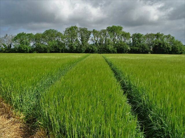 Farmland east of Tisbury