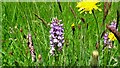 Common spotted orchid (dactylorhiza fuchsii)