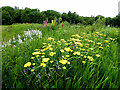 Yellow yarrow flowers