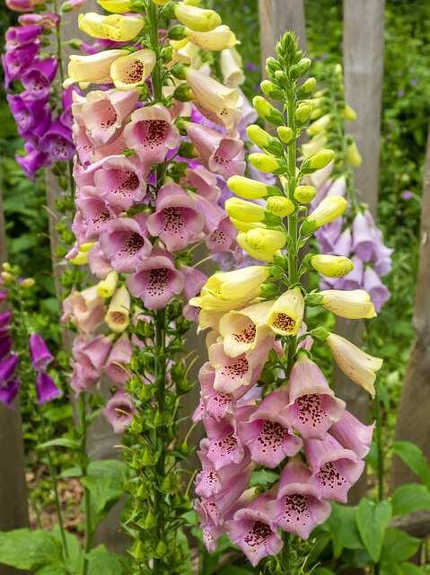 Multi-coloured Foxgloves © Jonathan Billinger cc-by-sa/2.0 :: Geograph ...