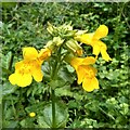 Monkey flower