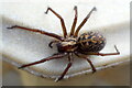 Giant House Spider (Eratigena atrica agg.), Beauchief, Sheffield