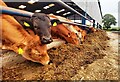 Cows feeding at Mainsgill Farm