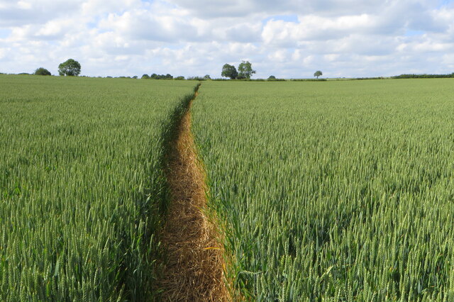 Footpath through the wheat to Williamscot