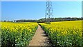 Farmland near Micklefield Green