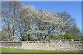 NH5246 : Trees in blossom beside Beauly Priory by Bill Harrison