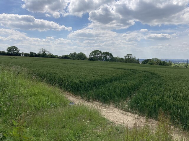 Field of Wheat near Moorgreen