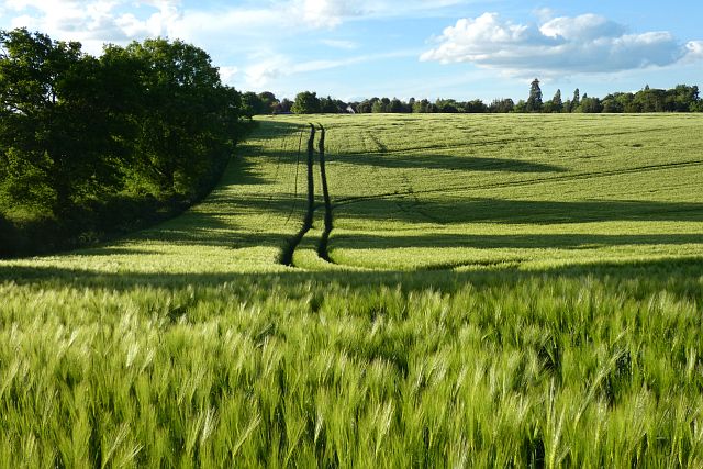 Farmland, Binfield Heath