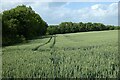 Farmland, Selborne