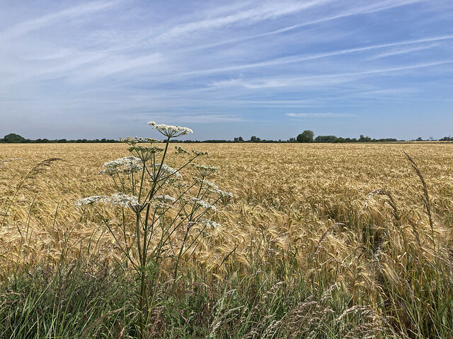 Barley ripening in the Cambridgeshire Fens