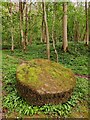 Hall Close Coppice next to the River Severn