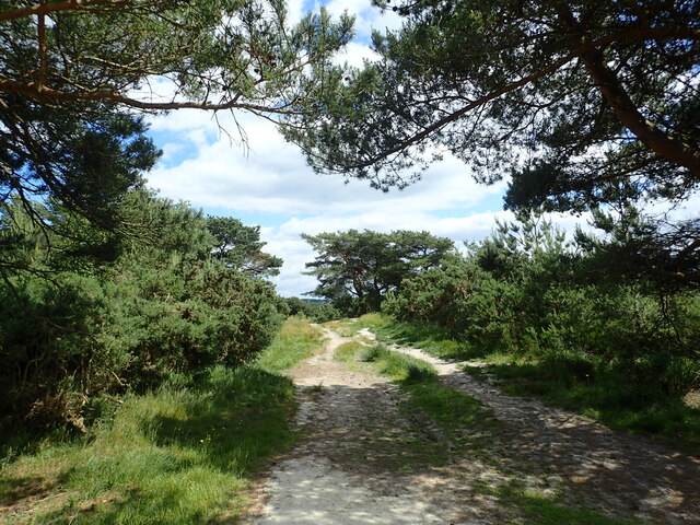 Track on Ashdown Forest