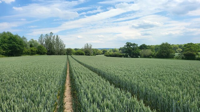 Wheat field viewed towards Whitlow Alders