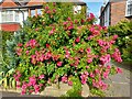 Roses on Rushgrove Avenue, Colindale 