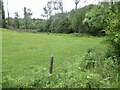 Edge of Laurieston Forest