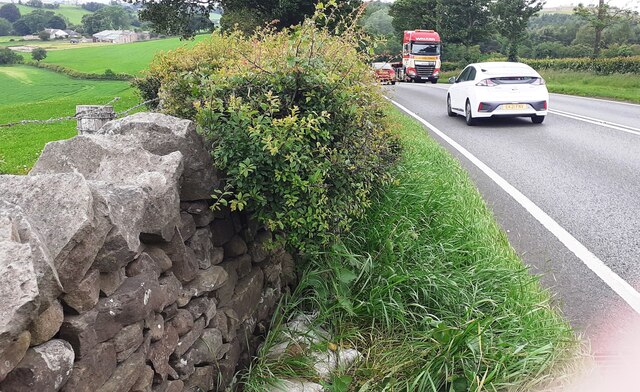 Junction of hedge and dry stone wall on south side of A66