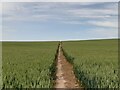 SK3514 : Footpath through the crop by Ian Calderwood