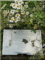 Twin bear in General Gordon Square - plaque