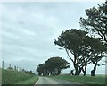 Road-side trees near Mathry