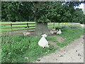 Sheep sheltering from the sun