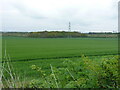 A view towards Coronation Wood