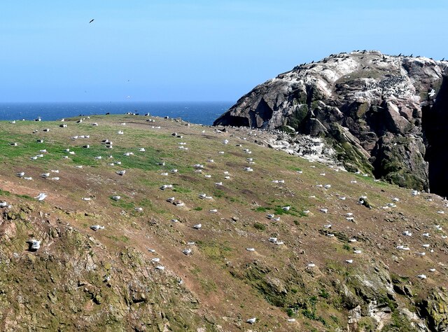 Seabirds on Dunbuy island