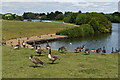 Canada Geese at Caldecotte Lake