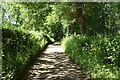 Woodland footpath