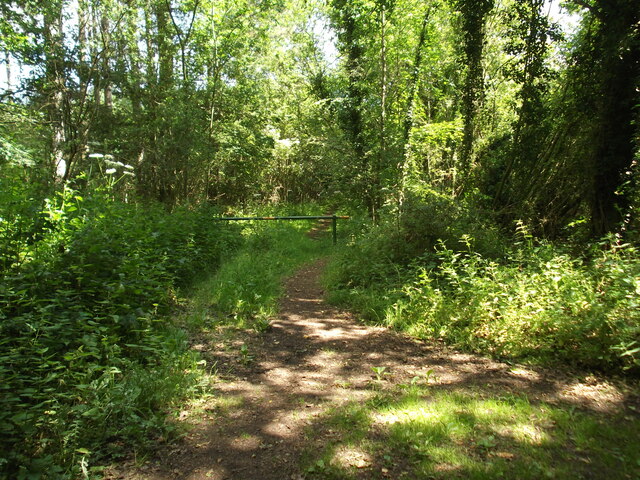 Path into Walesby Wood