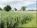 Fields of beans and wheat at Grove Farm