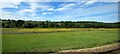 Fields near Letham, north of Arbroath