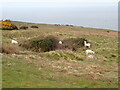 SH7683 : Goats grazing on the Great Orme by Eirian Evans