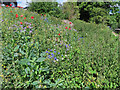 TQ2182 : Wild flowers sown by HS2 to restore canal area by David Hawgood