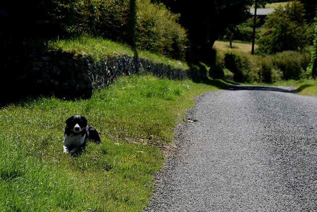 Dog resting along Loughmacrory Road