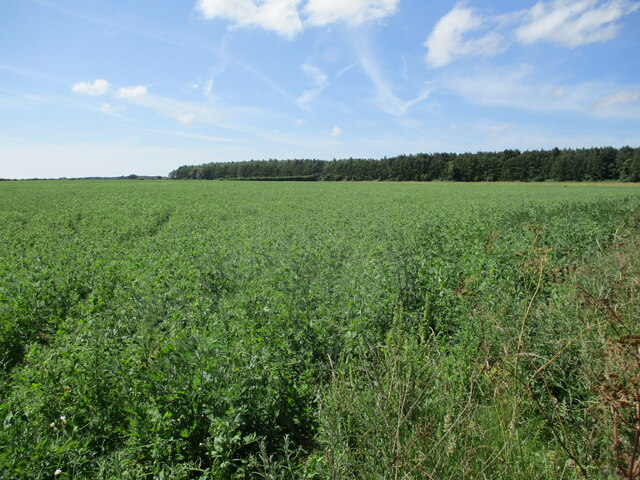 Field of peas and Pentonville