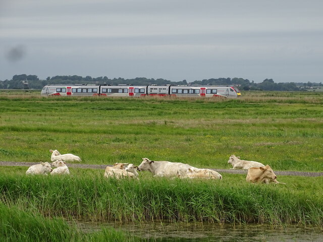Train passing the cows