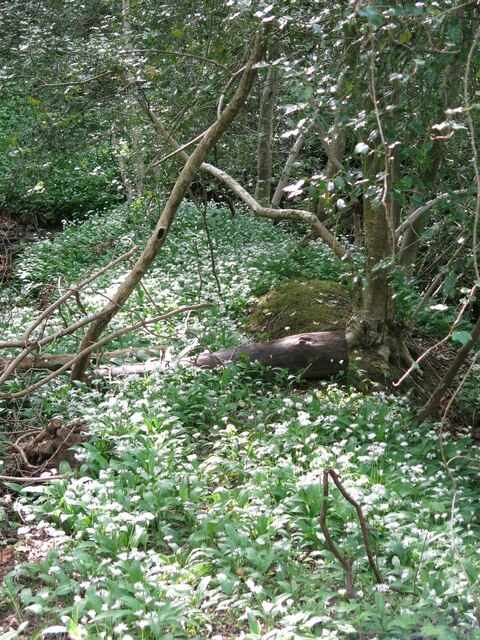 Wild garlic in the wooded cleugh of Wydon Burn