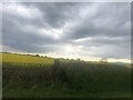 Field of oil-seed rape near Penparc