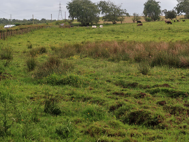 Cattle near Flemington Farm