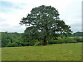 Hillside tree, 2011