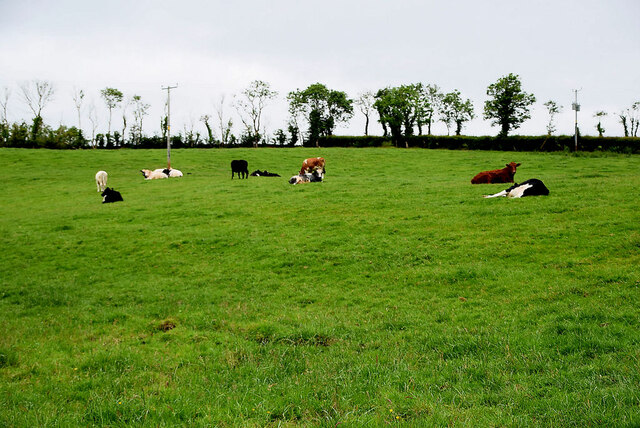Small herd of cattle, Fernaghandrum