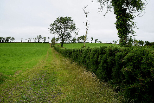 A long dividing hedge, Fernaghandrum
