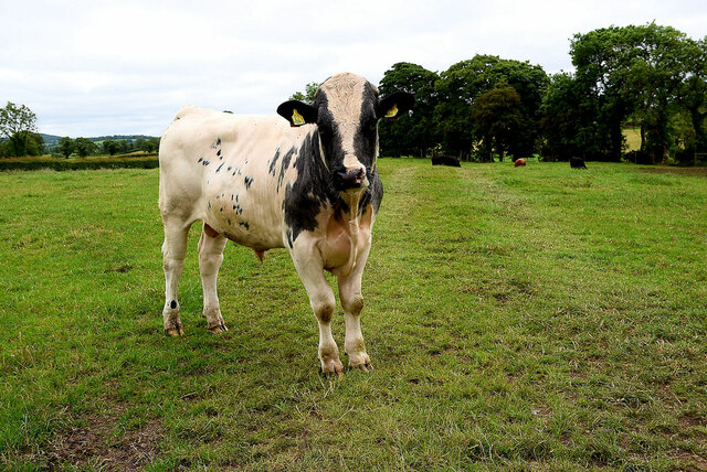 Bull in a field, Fernaghandrum